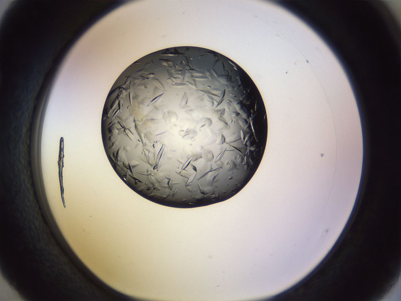 folderID470_plateID1470_batchID5701_wellNum52_profileID1_d1_r93067_ef.jpg