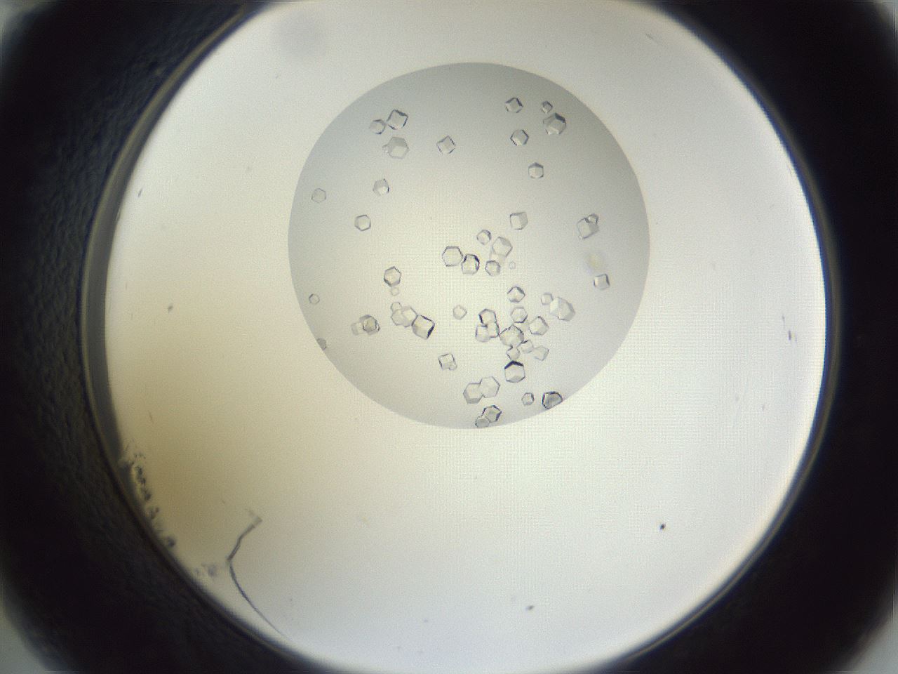folderID161_plateID1161_batchID3209_wellNum23_profileID1_d2_r63244_ef.jpg
