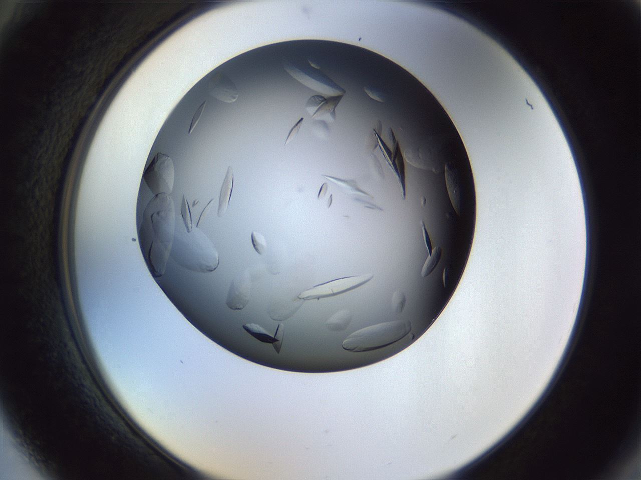 folderID470_plateID1470_batchID5701_wellNum88_profileID1_d2_r93140_ef.jpg