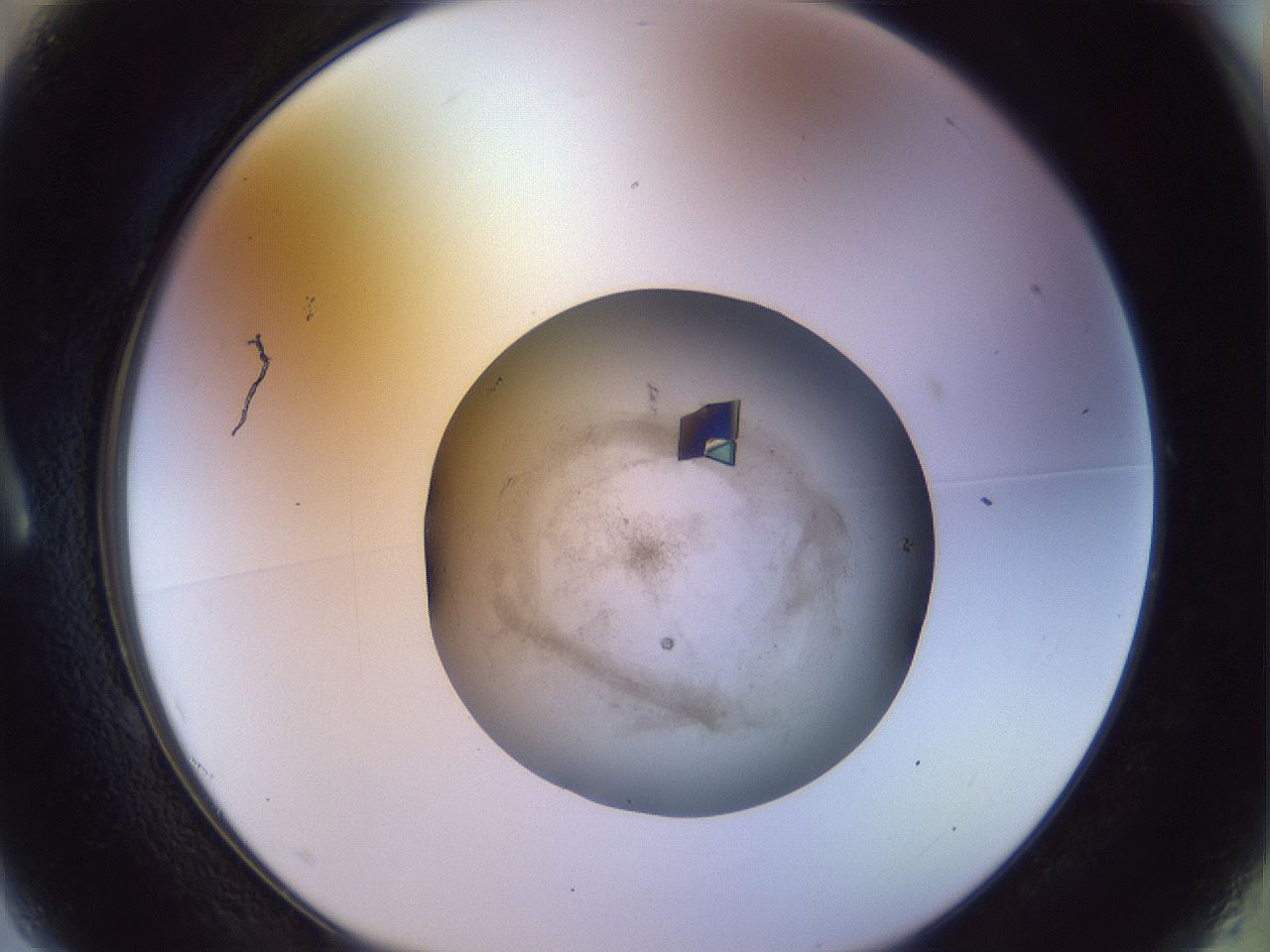 folderID503_plateID1503_batchID5938_wellNum1_profileID1_d1_r95441_ef.jpg
