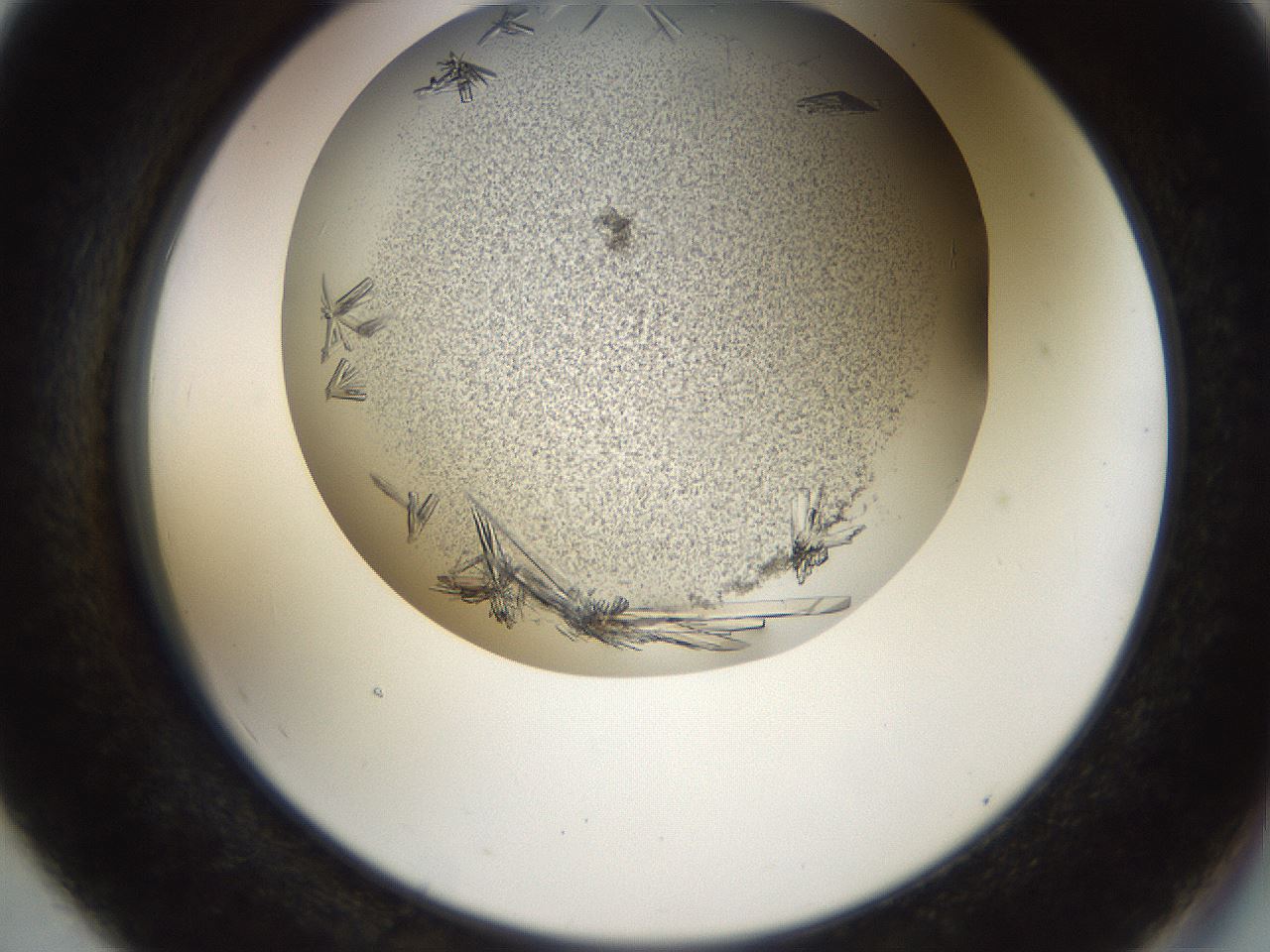 folderID515_plateID1515_batchID5948_wellNum55_profileID1_d2_r96510_ef.jpg