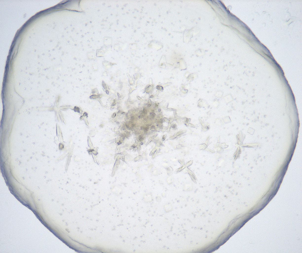 folderID517_plateID2517_batchID12476_wellNum22_profileID1_d1_r189062_ef.jpg