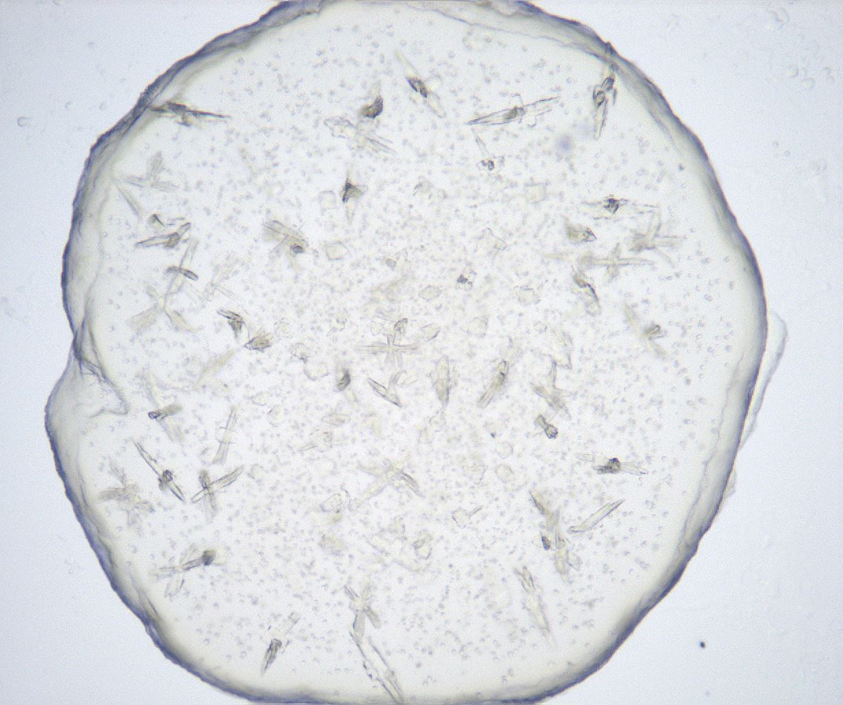 folderID517_plateID2517_batchID12476_wellNum23_profileID1_d1_r189064_ef.jpg
