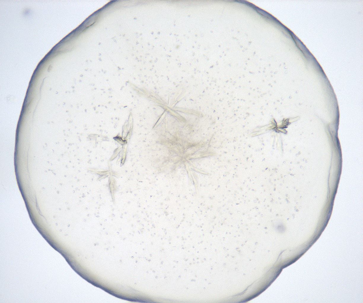 folderID517_plateID2517_batchID12476_wellNum48_profileID1_d1_r189114_ef.jpg