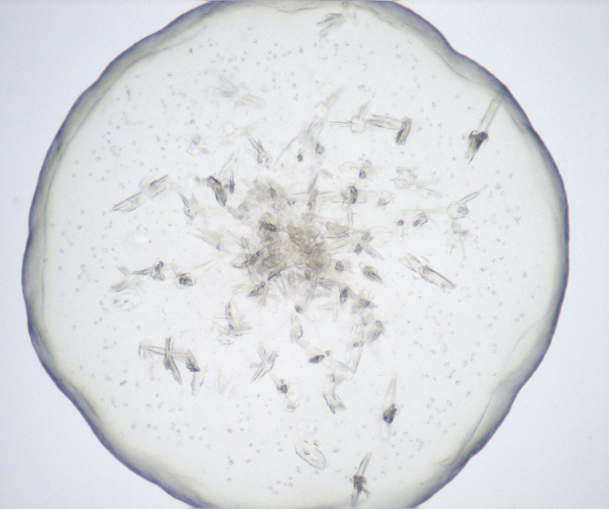 folderID517_plateID2517_batchID12476_wellNum60_profileID1_d1_r189138_ef.jpg