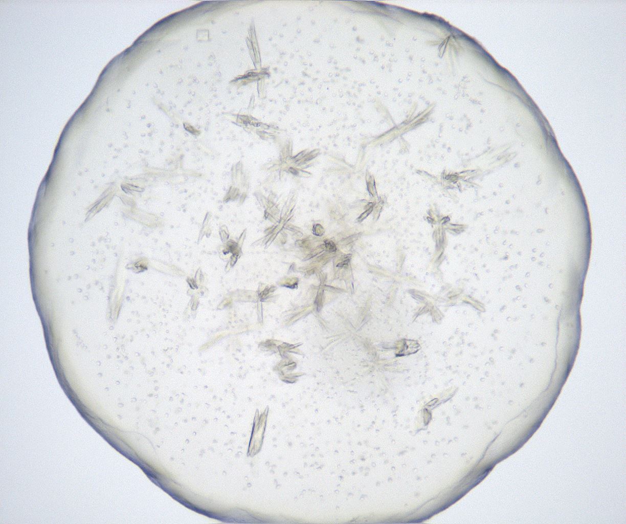 folderID517_plateID2517_batchID12476_wellNum72_profileID1_d1_r189162_ef.jpg