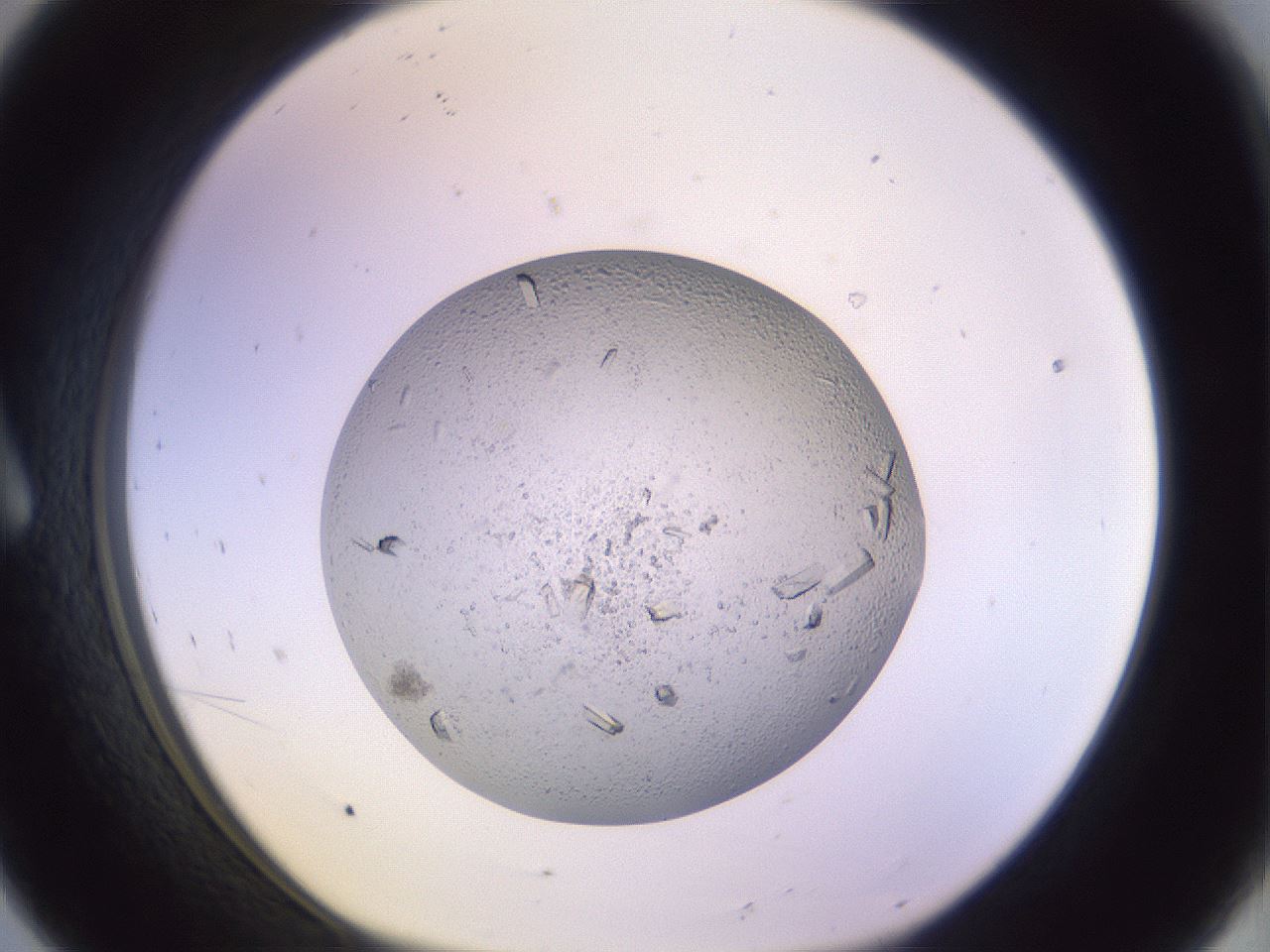 folderID528_plateID1528_batchID6201_wellNum8_profileID1_d1_r98472_ef.jpg