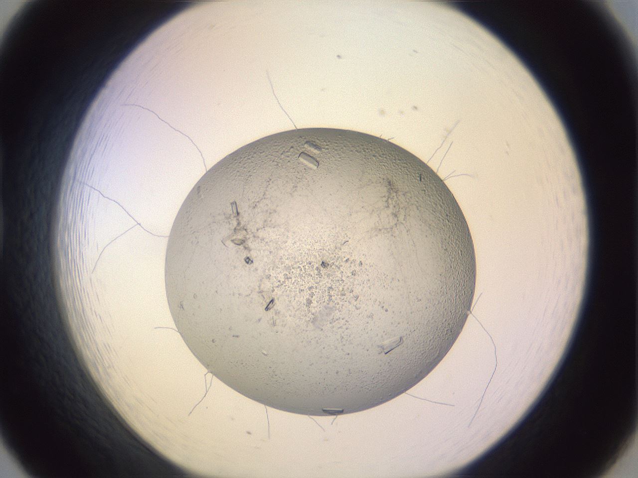 folderID528_plateID1528_batchID6249_wellNum20_profileID1_d1_r98484_ef.jpg