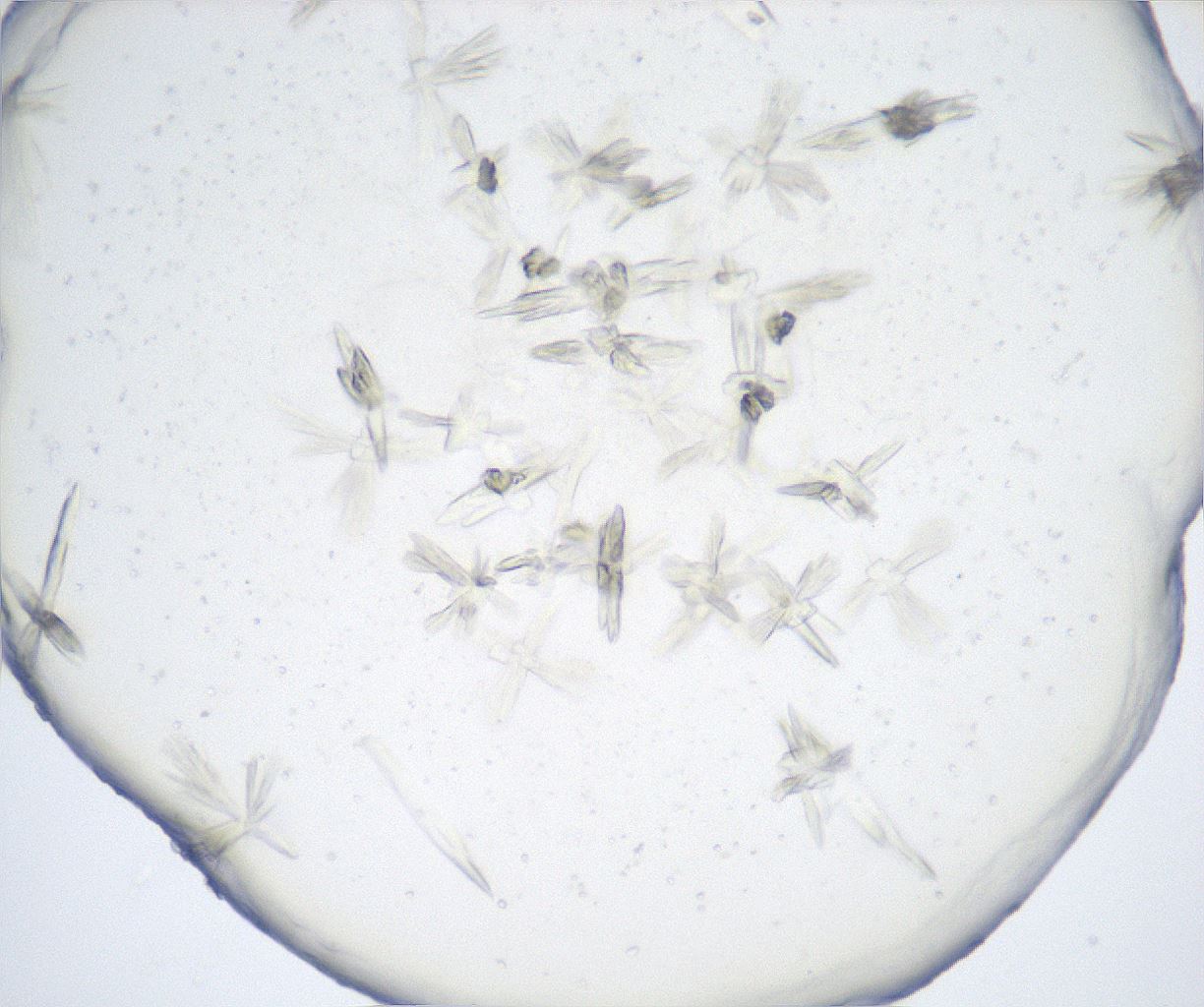 folderID517_plateID2517_batchID12476_wellNum59_profileID1_d1_r189136_ef.jpg