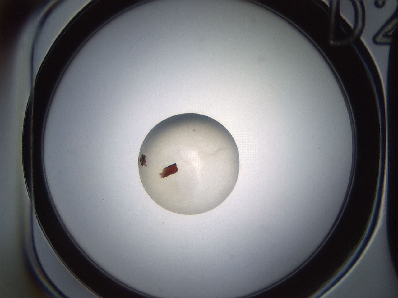 folderID529_plateID1529_batchID6202_wellNum20_profileID1_d1_r98436_ef.jpg