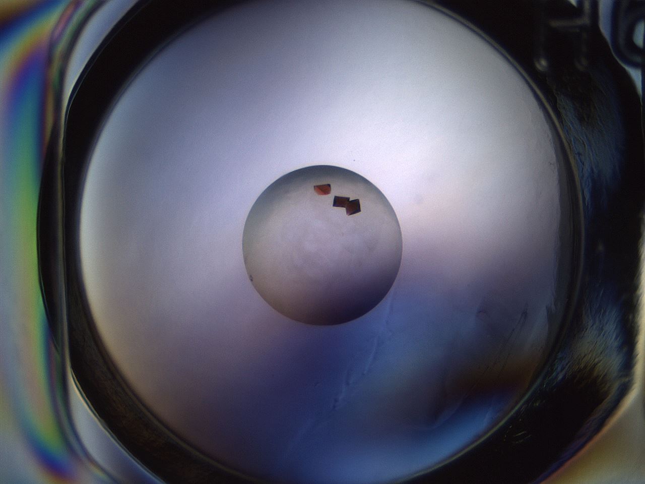 folderID529_plateID1529_batchID6202_wellNum48_profileID1_d1_r98464_ef.jpg