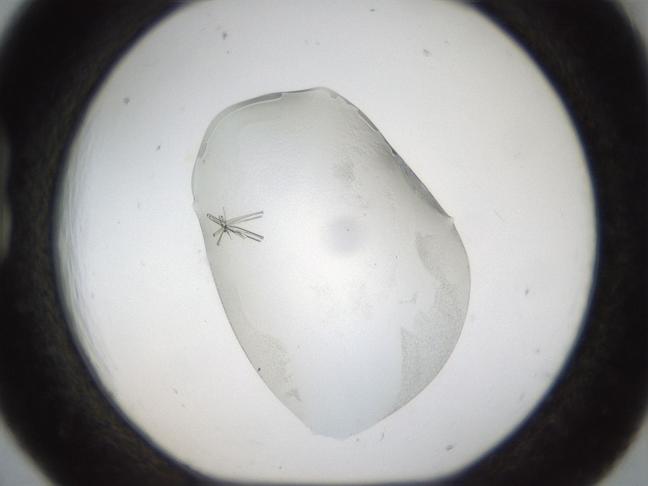 folderID53_plateID1053_batchID2251_wellNum18_profileID1_d1_r47330_ef.jpg