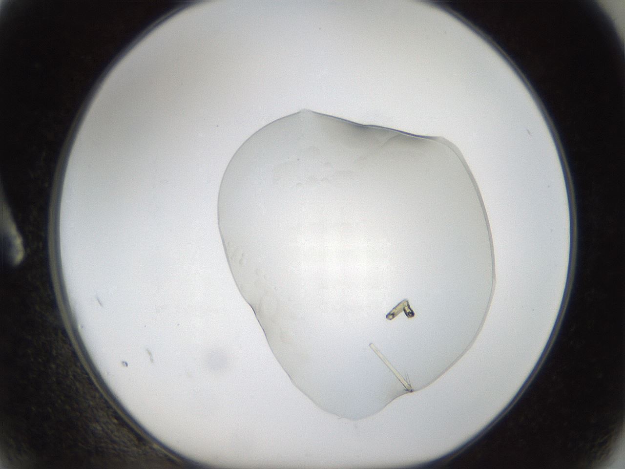 folderID53_plateID1053_batchID2251_wellNum2_profileID1_d1_r47314_ef.jpg