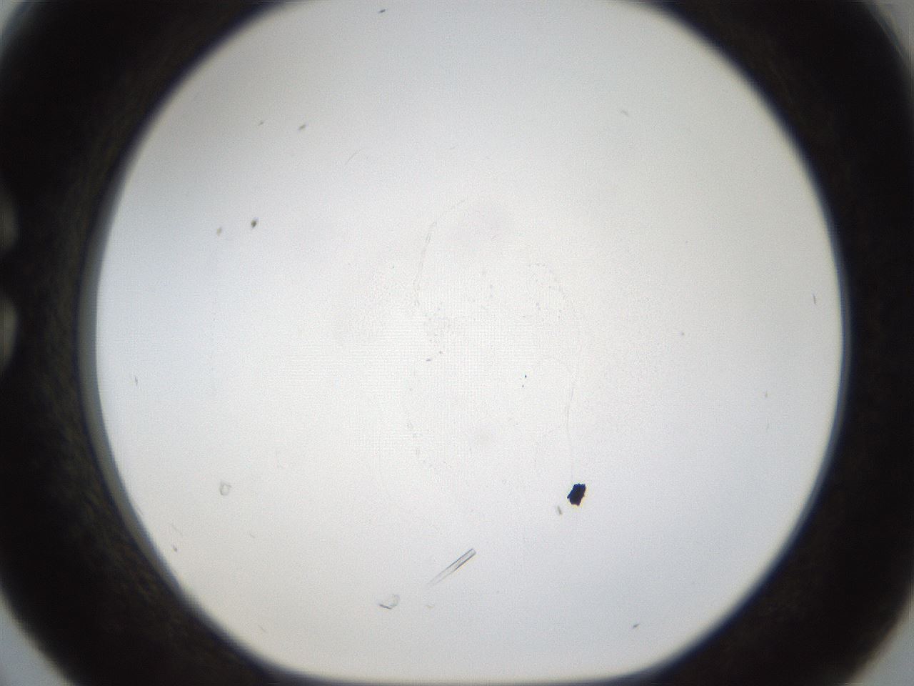 folderID53_plateID1053_batchID2251_wellNum30_profileID1_d1_r47342_ef.jpg