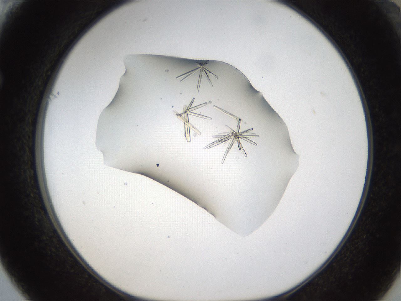 folderID53_plateID1053_batchID2251_wellNum61_profileID1_d1_r47373_ef.jpg
