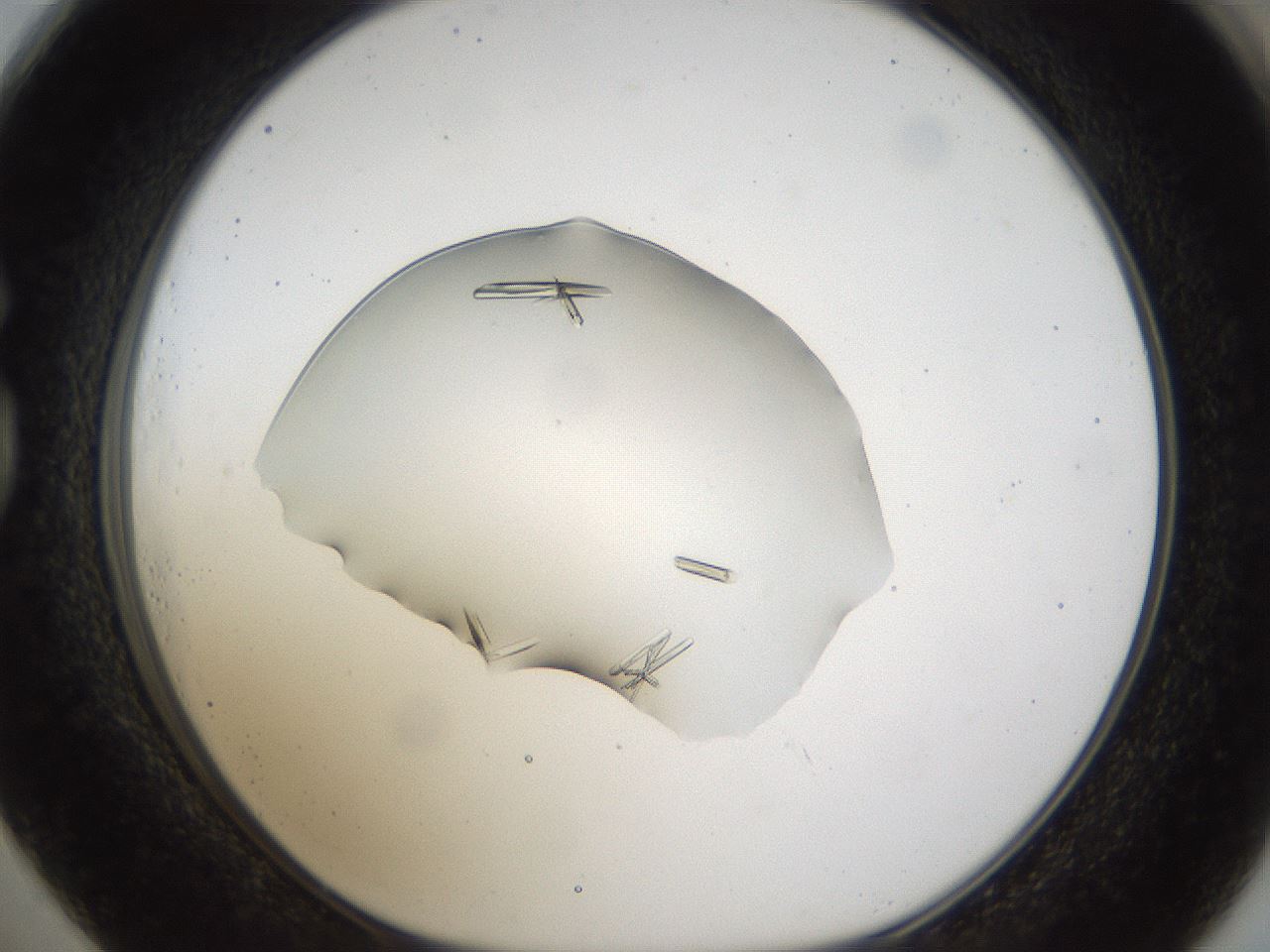 folderID53_plateID1053_batchID2251_wellNum73_profileID1_d1_r47385_ef.jpg