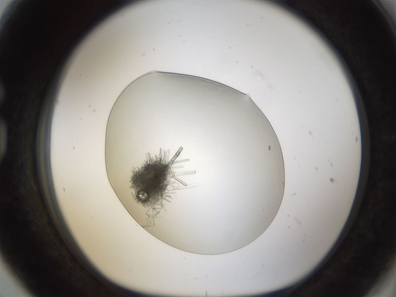 folderID54_plateID1054_batchID2252_wellNum80_profileID1_d1_r47488_ef.jpg