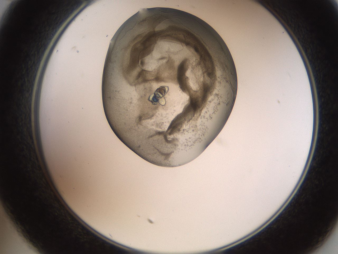 folderID553_plateID2553_batchID12617_wellNum35_profileID1_d2_r194668_ef.jpg