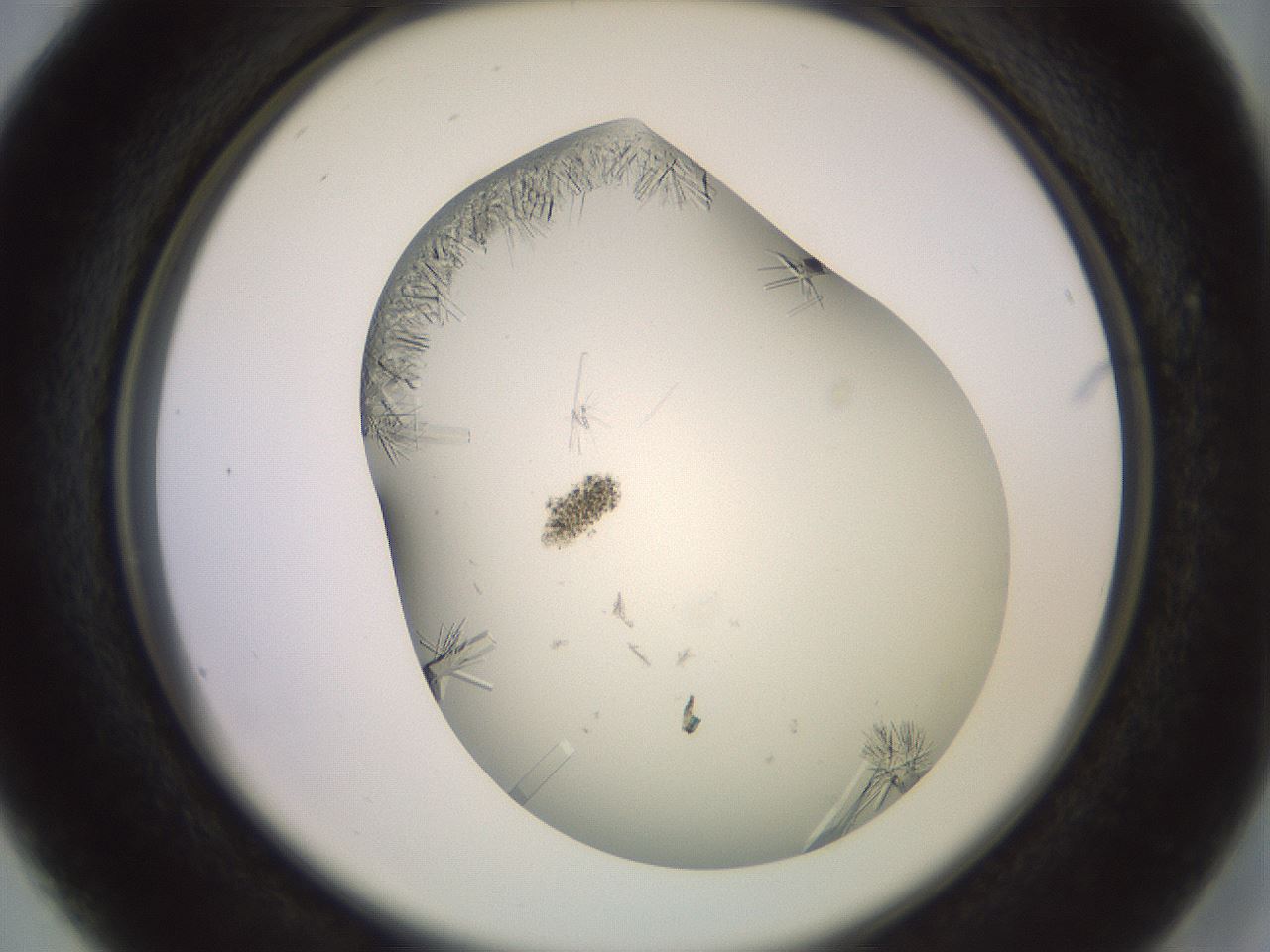 folderID559_plateID2559_batchID12940_wellNum16_profileID1_d2_r195976_ef.jpg