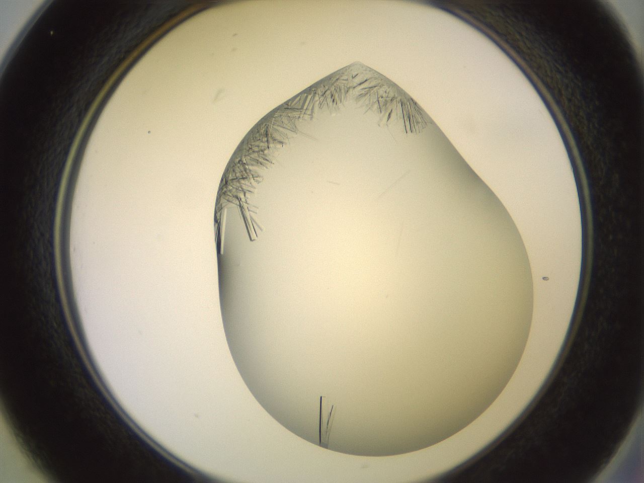 folderID559_plateID2559_batchID12940_wellNum25_profileID1_d2_r195994_ef.jpg