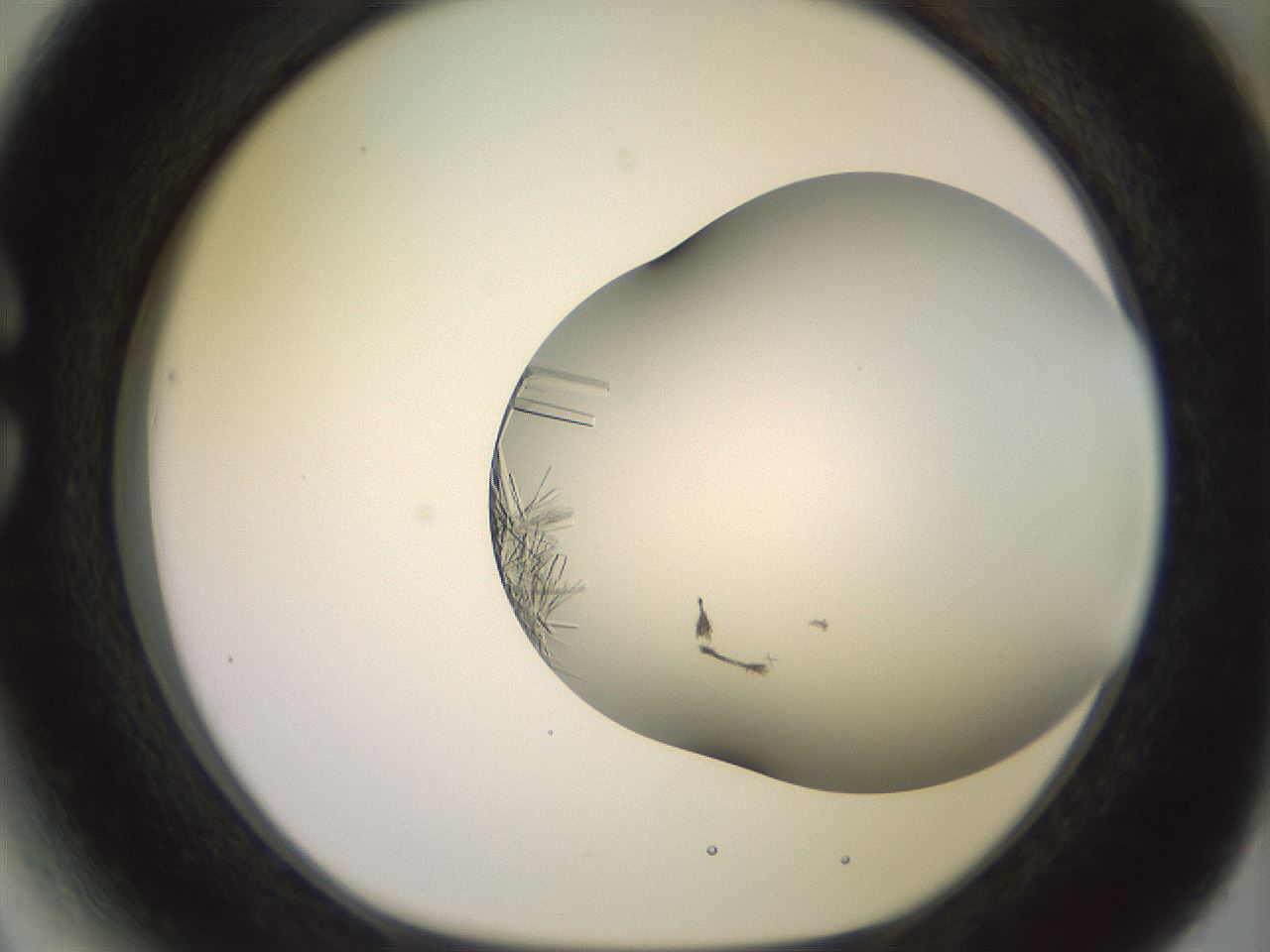 folderID559_plateID2559_batchID12940_wellNum27_profileID1_d1_r195997_ef.jpg