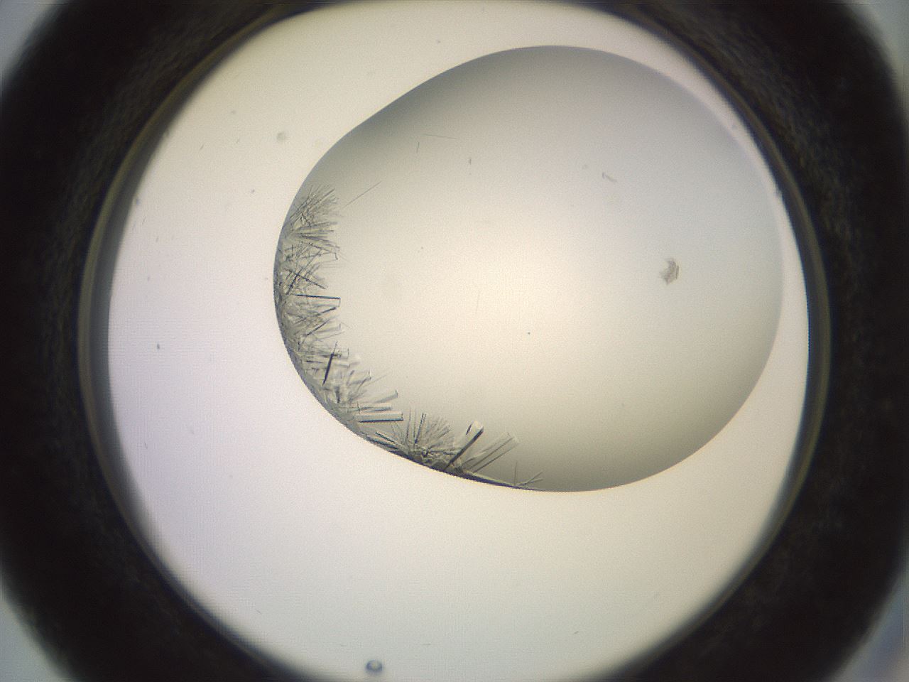 folderID559_plateID2559_batchID12940_wellNum27_profileID1_d2_r195998_ef.jpg