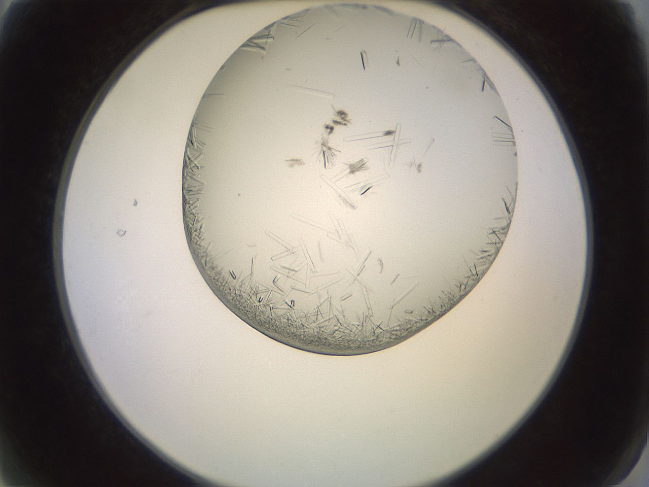 folderID559_plateID2559_batchID12940_wellNum2_profileID1_d2_r195948_ef.jpg