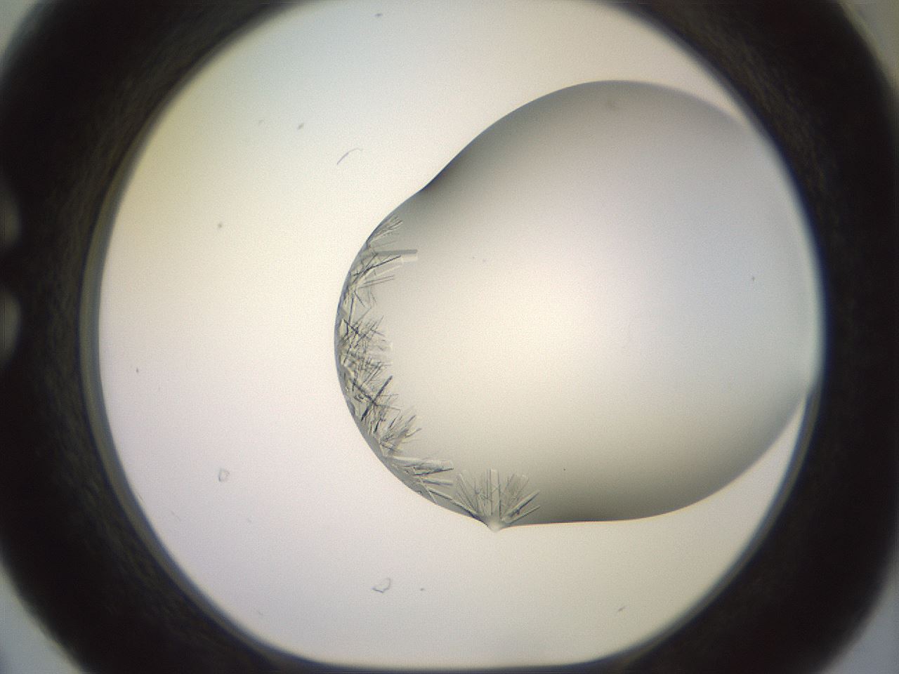 folderID559_plateID2559_batchID12940_wellNum30_profileID1_d1_r196003_ef.jpg