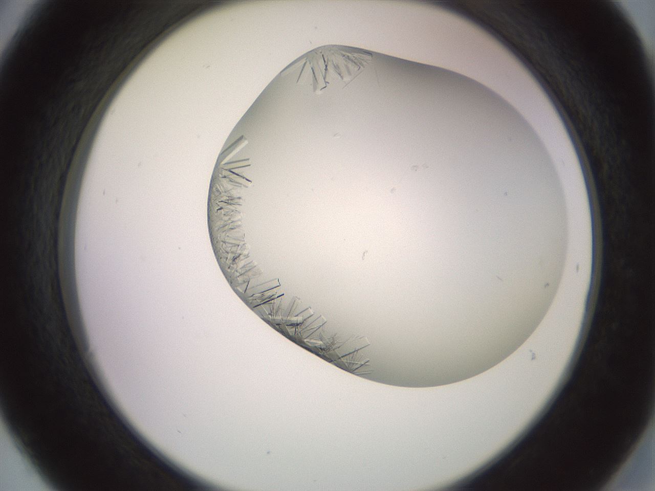 folderID559_plateID2559_batchID12940_wellNum30_profileID1_d2_r196004_ef.jpg