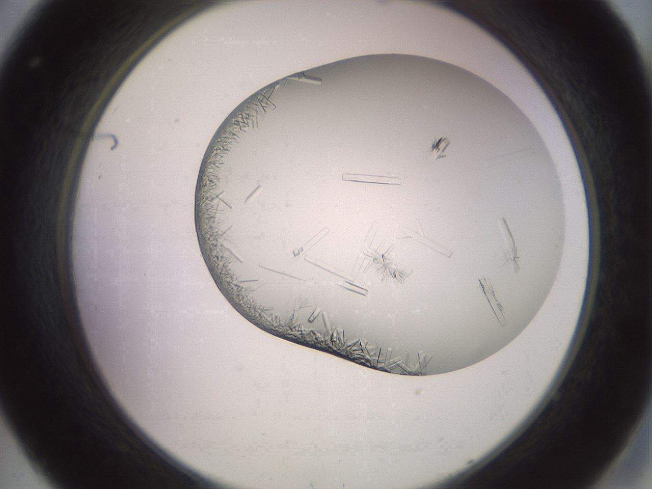 folderID559_plateID2559_batchID12940_wellNum32_profileID1_d2_r196008_ef.jpg