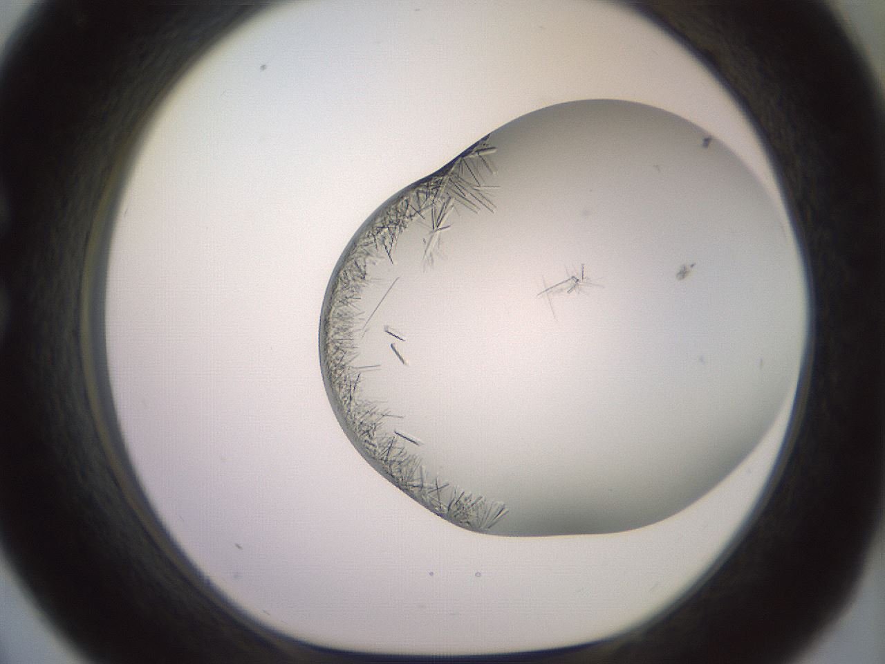folderID559_plateID2559_batchID12940_wellNum33_profileID1_d1_r196009_ef.jpg
