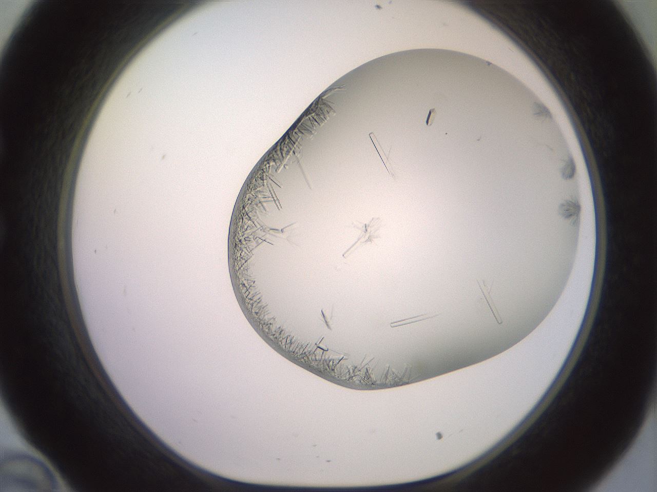 folderID559_plateID2559_batchID12940_wellNum34_profileID1_d1_r196011_ef.jpg