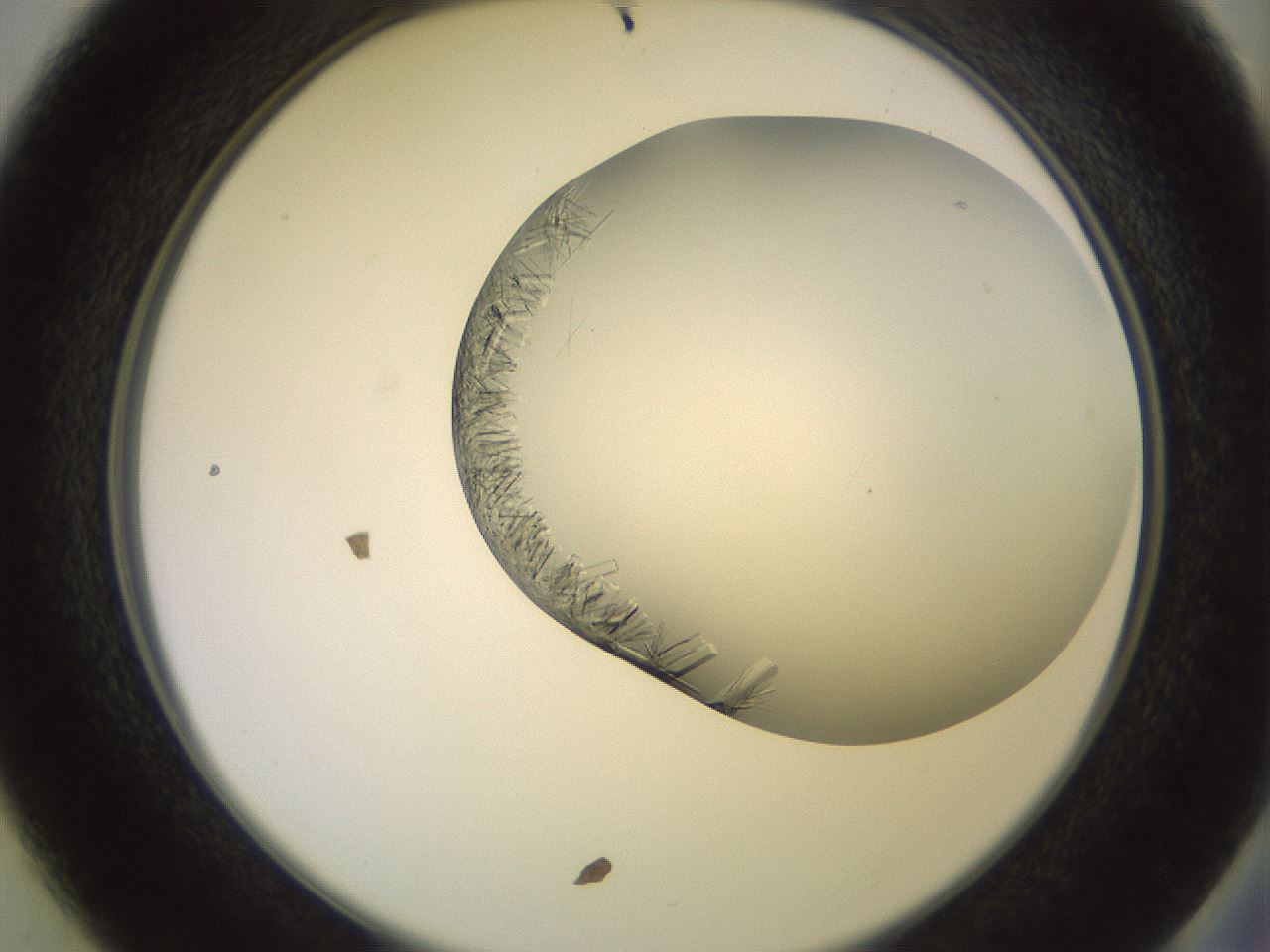 folderID559_plateID2559_batchID12940_wellNum37_profileID1_d2_r196018_ef.jpg
