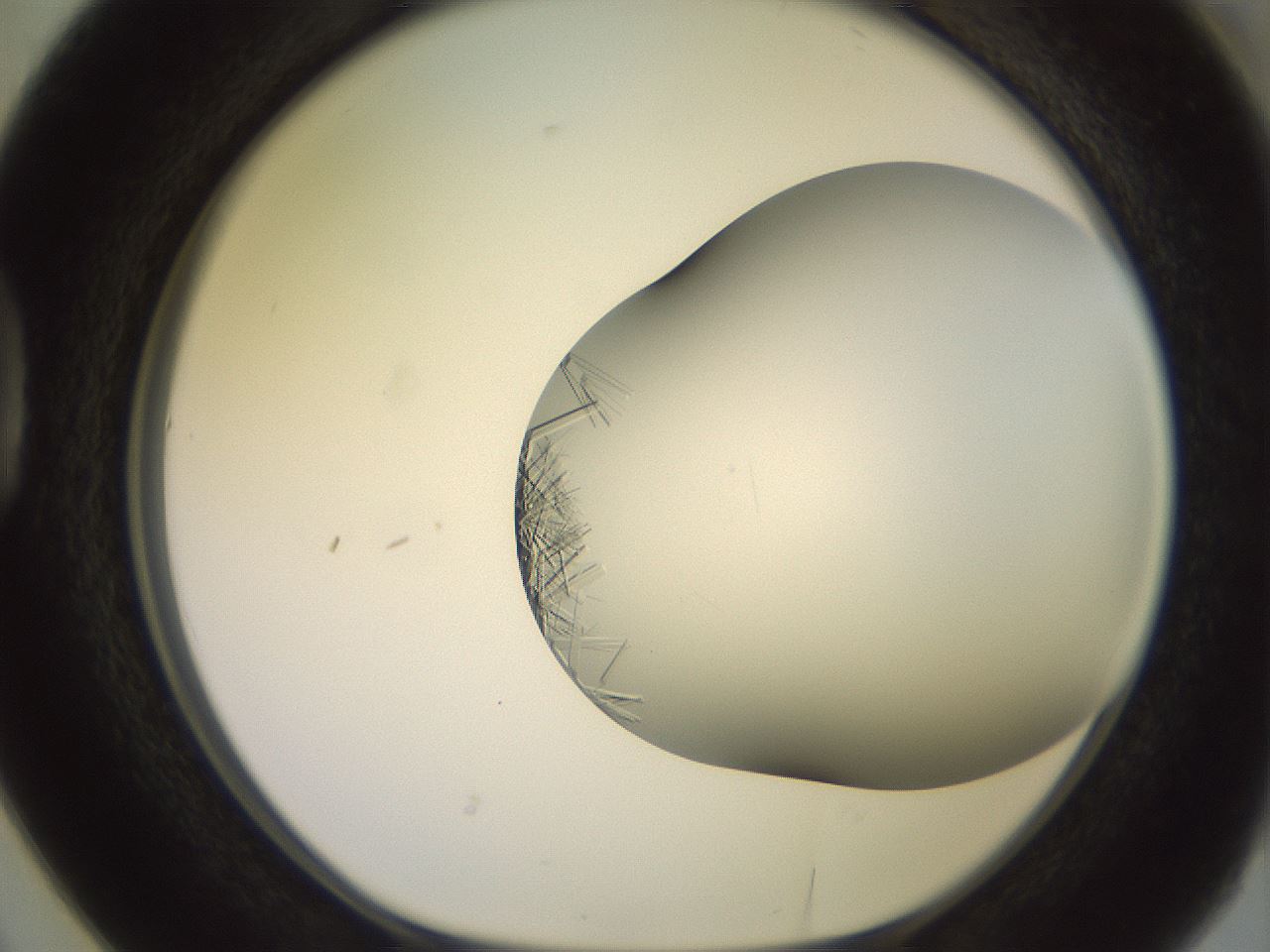 folderID559_plateID2559_batchID12940_wellNum38_profileID1_d1_r196019_ef.jpg