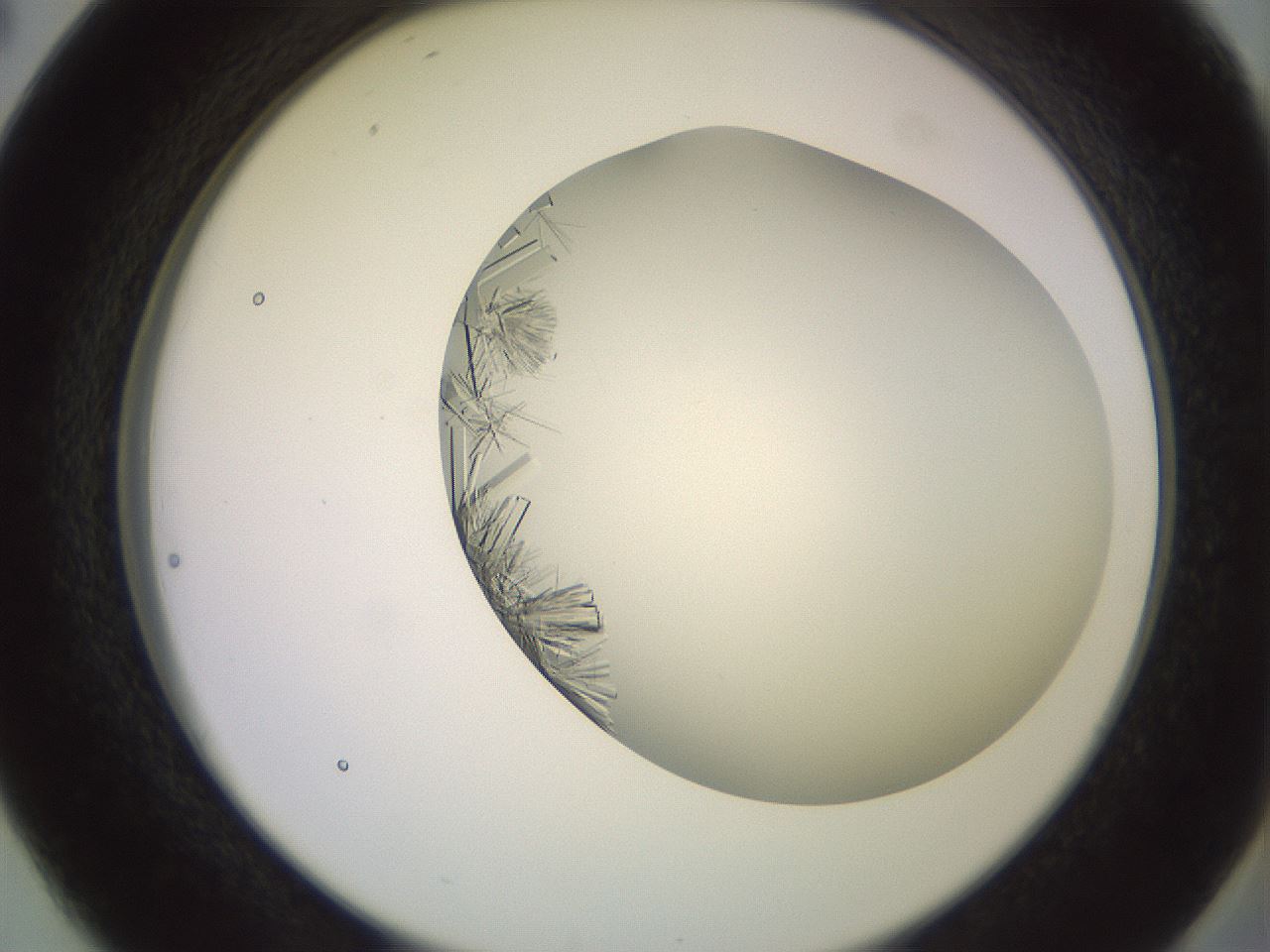 folderID559_plateID2559_batchID12940_wellNum38_profileID1_d2_r196020_ef.jpg