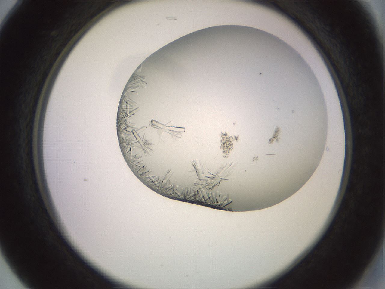 folderID559_plateID2559_batchID12940_wellNum17_profileID1_d2_r195978_ef.jpg