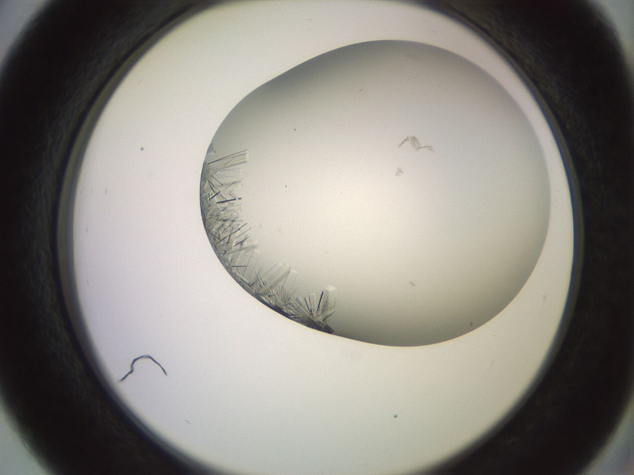 folderID559_plateID2559_batchID12940_wellNum39_profileID1_d2_r196022_ef.jpg