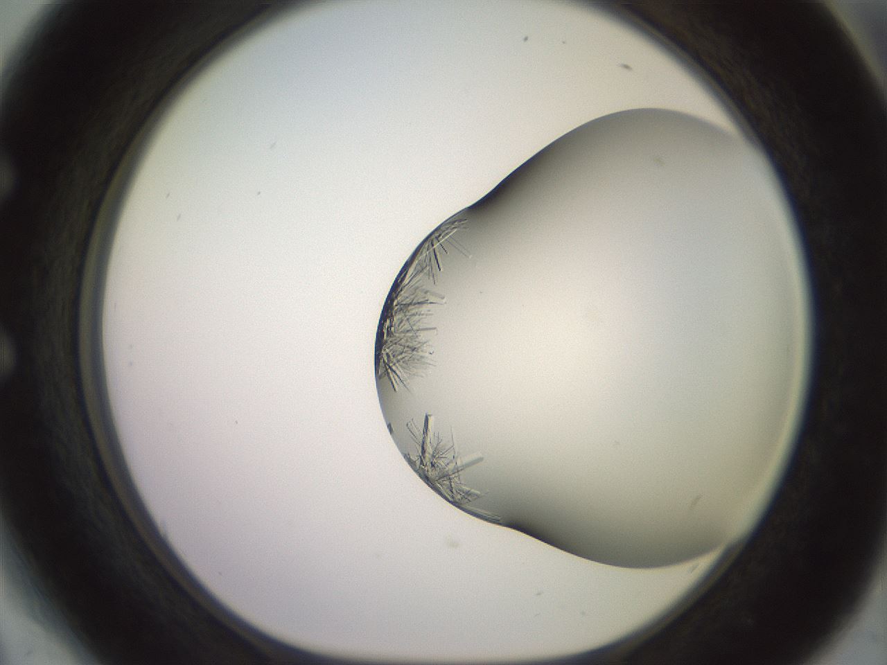 folderID559_plateID2559_batchID12940_wellNum54_profileID1_d1_r196051_ef.jpg