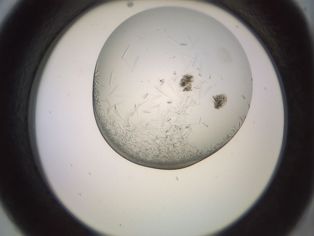 folderID559_plateID2559_batchID12940_wellNum5_profileID1_d2_r195954_ef.jpg
