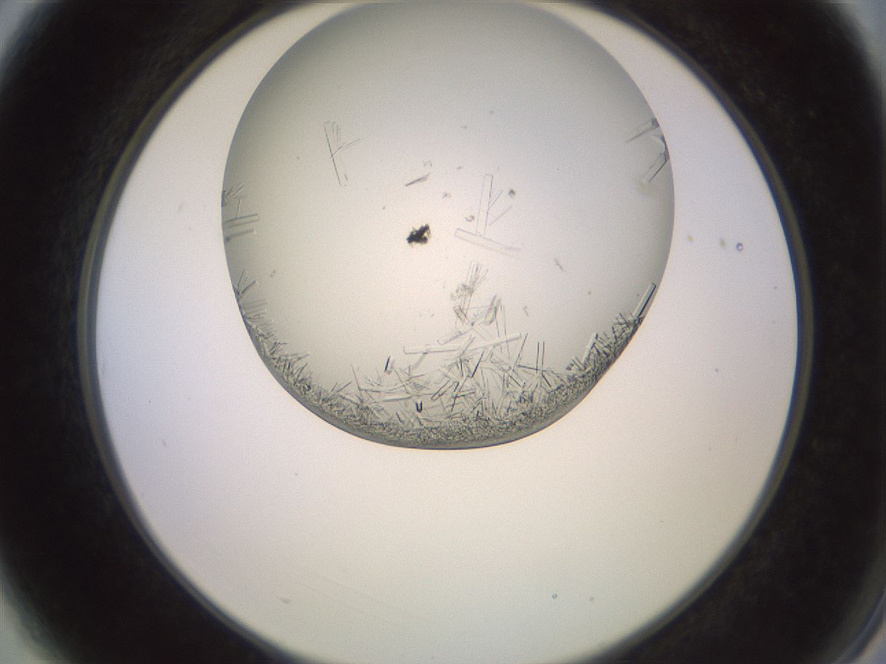 folderID559_plateID2559_batchID12940_wellNum3_profileID1_d2_r195950_ef.jpg