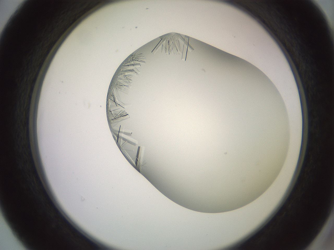 folderID559_plateID2559_batchID12940_wellNum40_profileID1_d2_r196024_ef.jpg