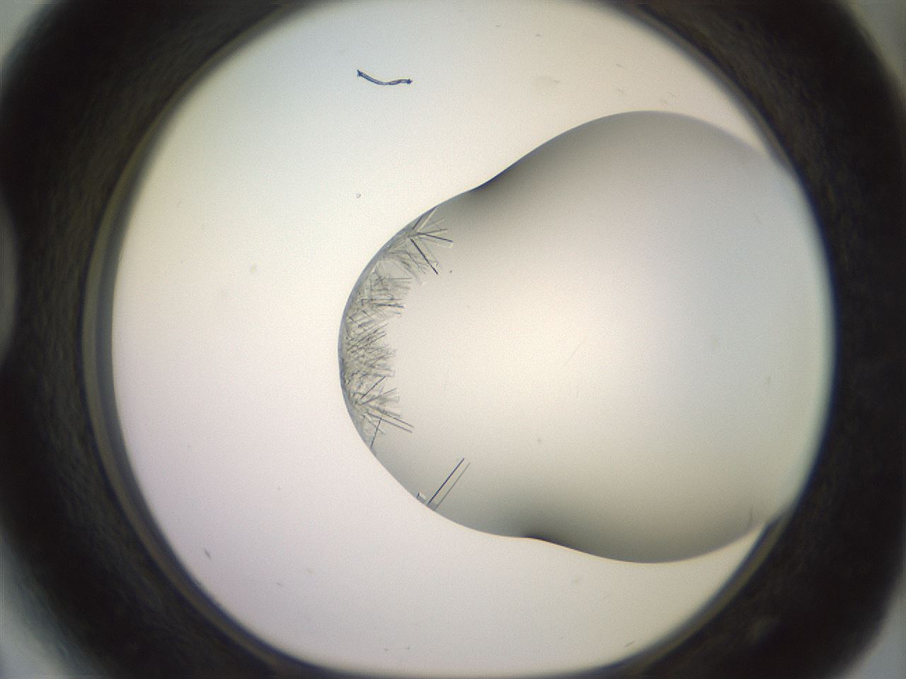 folderID559_plateID2559_batchID12940_wellNum41_profileID1_d1_r196025_ef.jpg