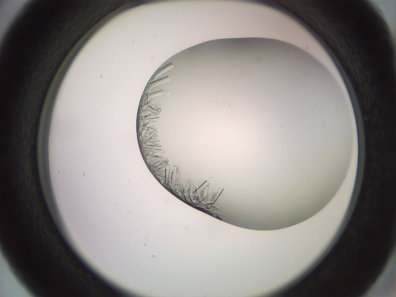 folderID559_plateID2559_batchID12940_wellNum41_profileID1_d2_r196026_ef.jpg