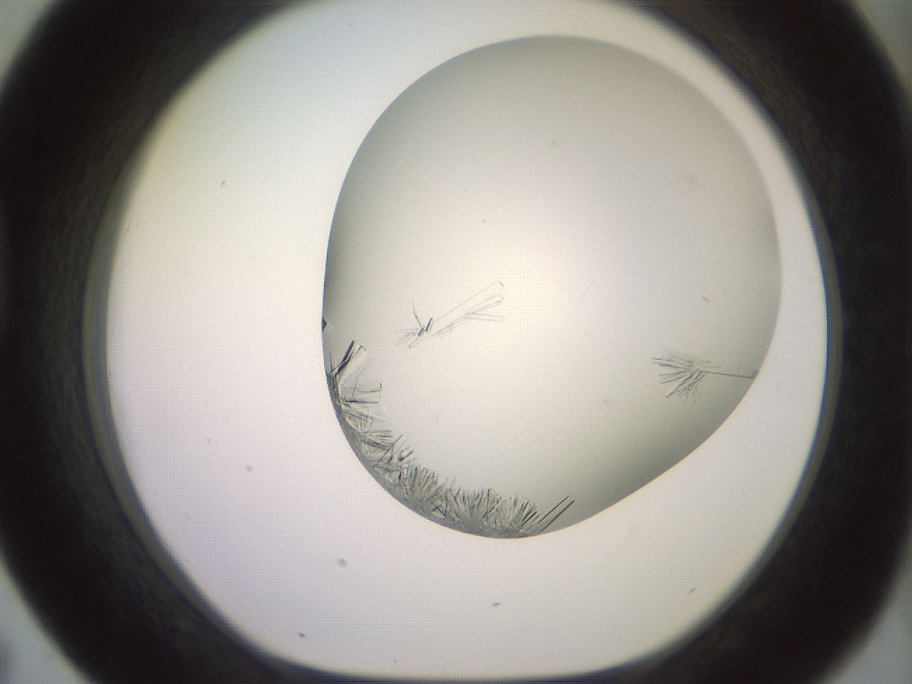 folderID559_plateID2559_batchID12940_wellNum43_profileID1_d1_r196029_ef.jpg