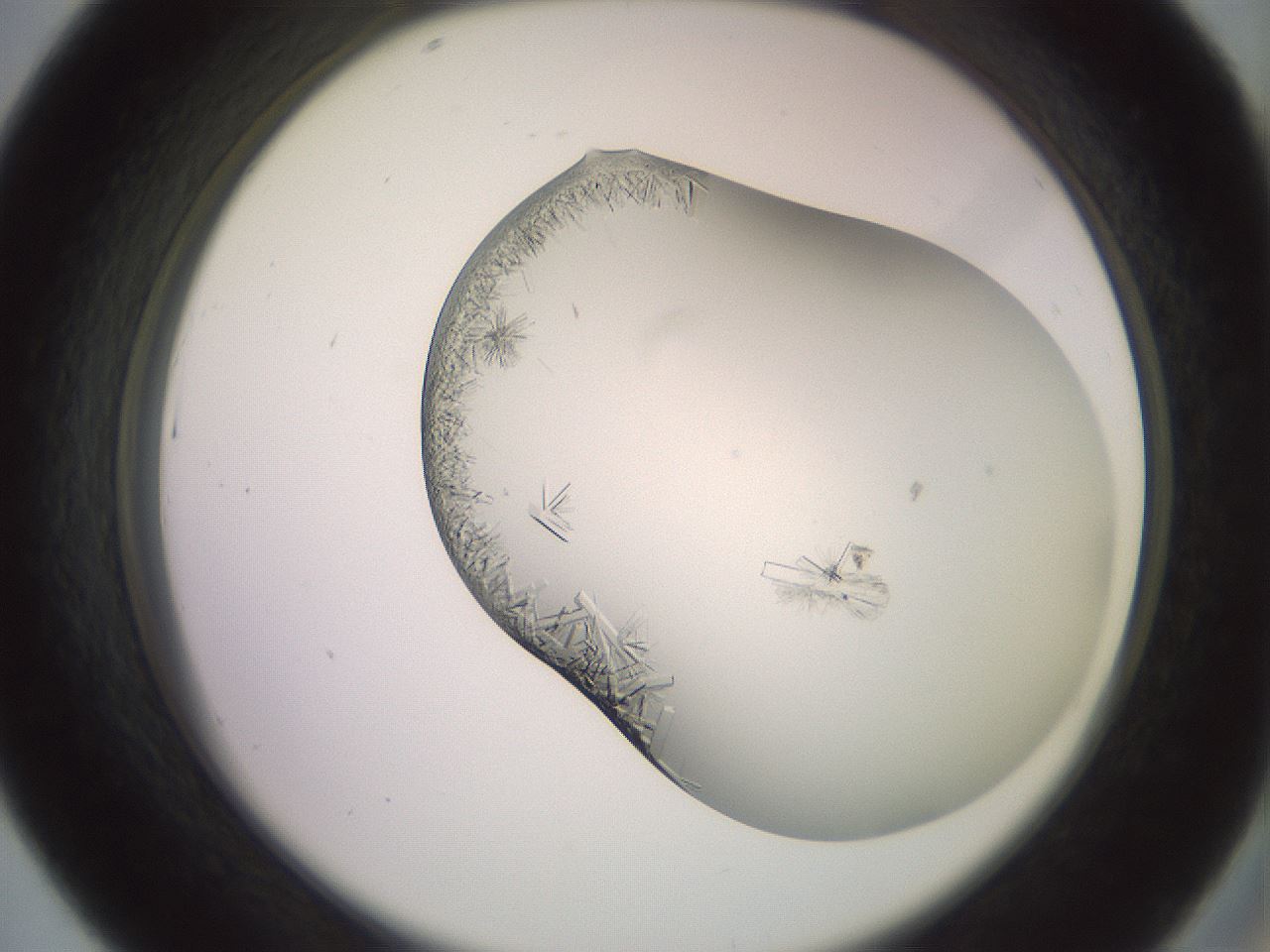 folderID559_plateID2559_batchID12940_wellNum43_profileID1_d2_r196030_ef.jpg