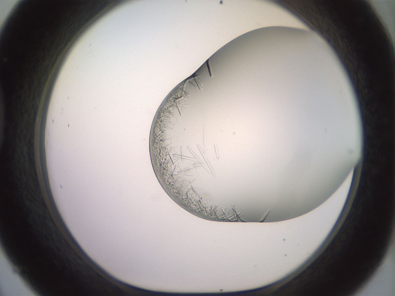 folderID559_plateID2559_batchID12940_wellNum45_profileID1_d1_r196033_ef.jpg