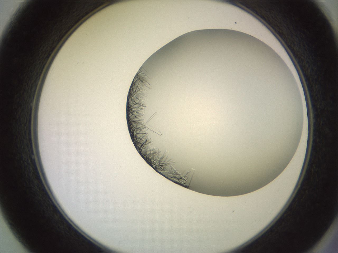 folderID559_plateID2559_batchID12940_wellNum49_profileID1_d2_r196042_ef.jpg