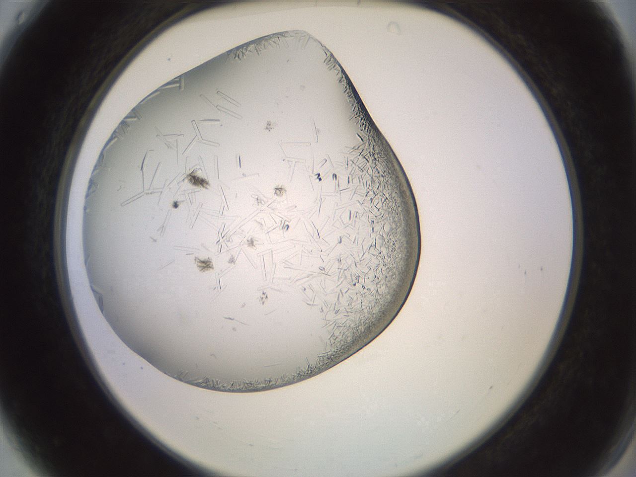 folderID559_plateID2559_batchID12940_wellNum4_profileID1_d2_r195952_ef.jpg