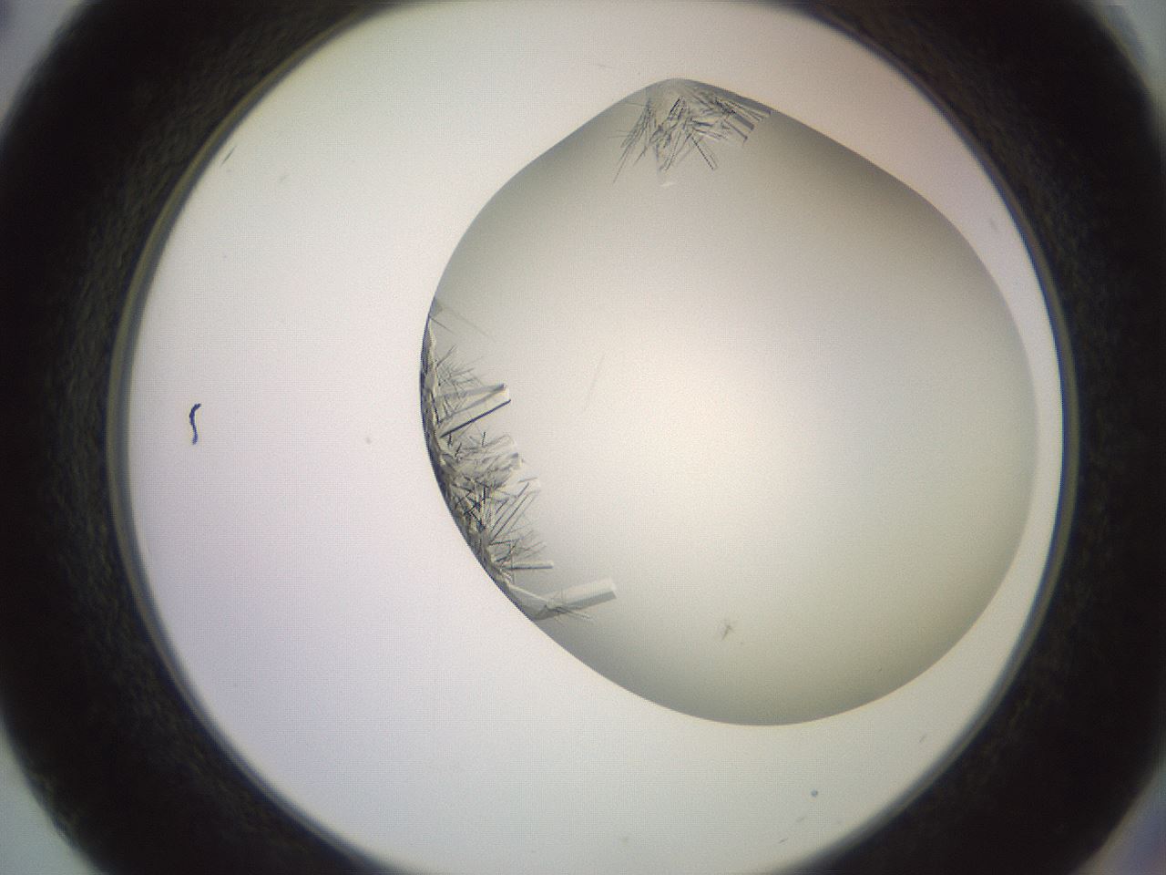 folderID559_plateID2559_batchID12940_wellNum50_profileID1_d2_r196044_ef.jpg