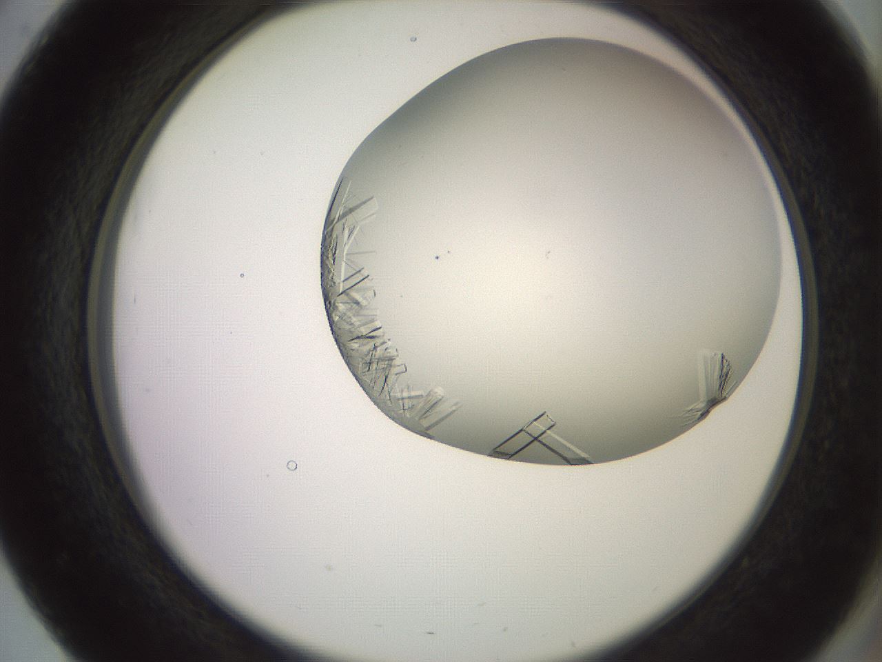 folderID559_plateID2559_batchID12940_wellNum51_profileID1_d2_r196046_ef.jpg